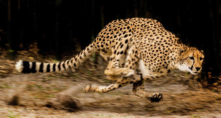 Wildlife Photograph - The Chase #1 by Tito Santiago