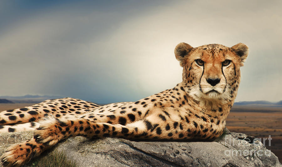 The Cheetah #4 Photograph by Christine Sponchia