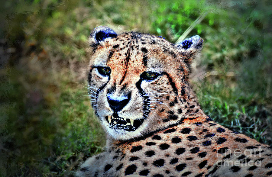 The Cheetah #1 Photograph by Savannah Gibbs