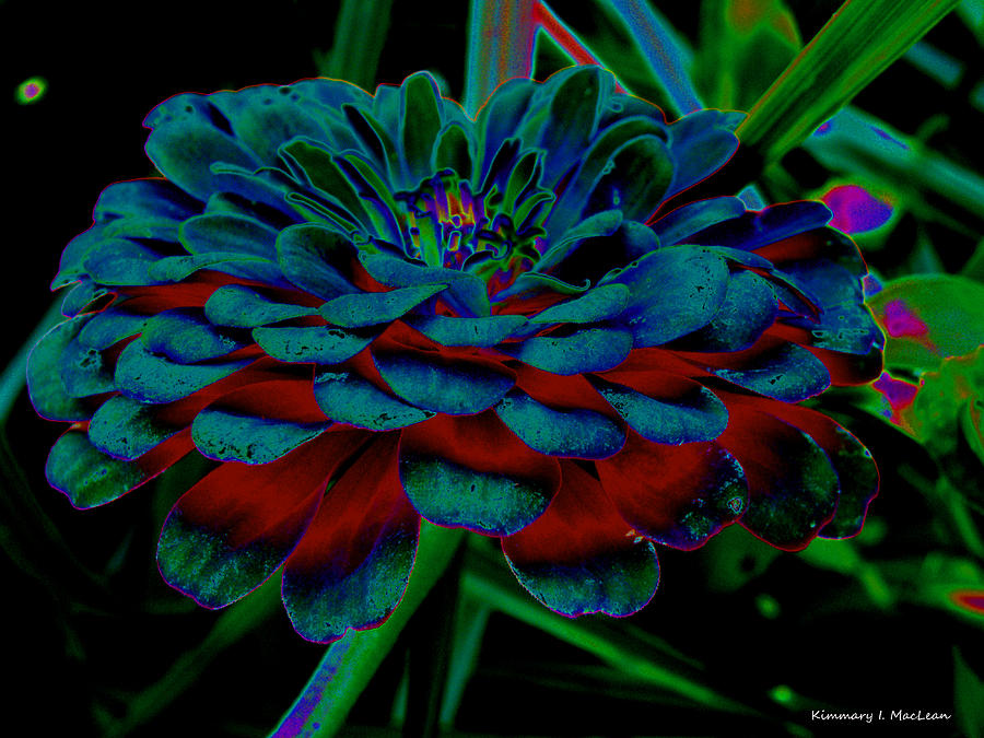 The Colors of a Zinnia #1 Photograph by Kimmary MacLean
