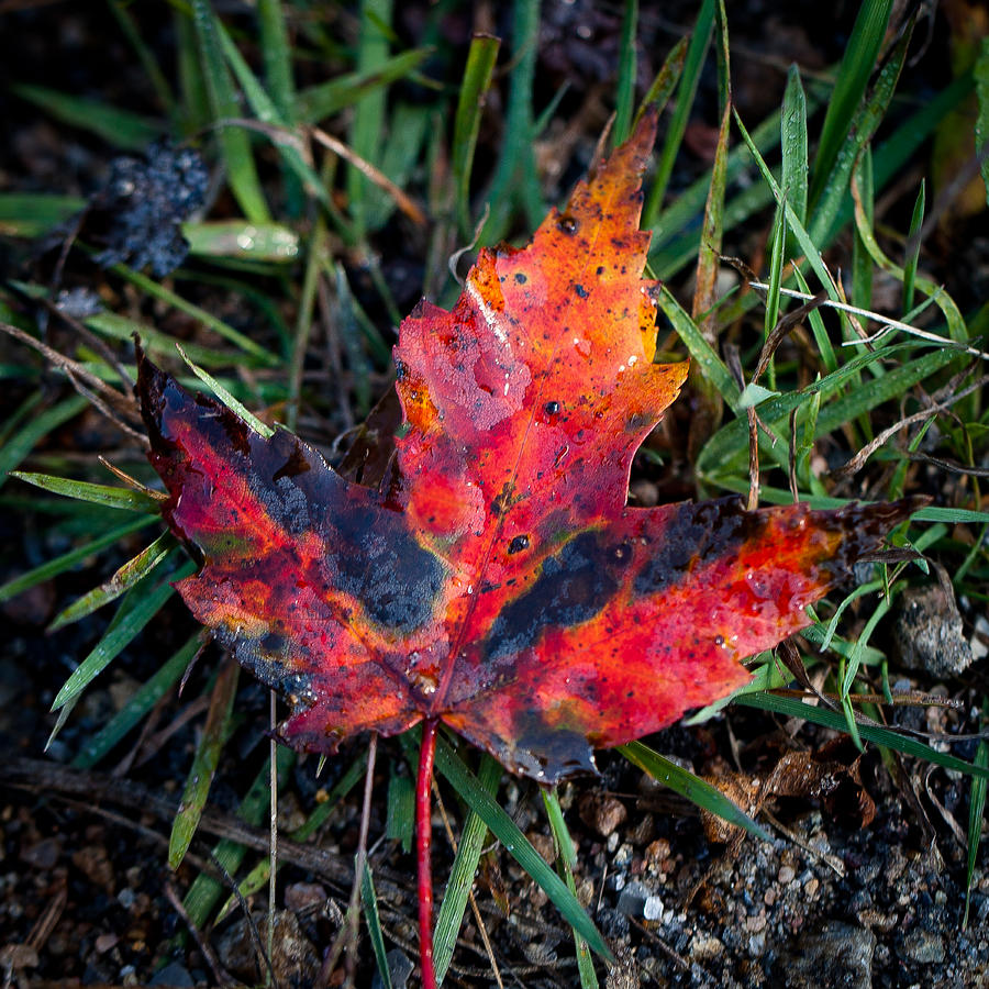 The Colors of Autumn #1 Photograph by David Patterson