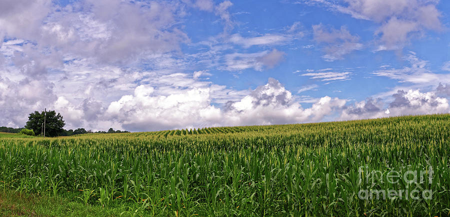 The Corn Field #1 Photograph by Paul Mashburn