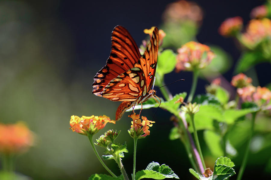 The Dancing Butterflies No.10 Photograph by Destiny Womack - Fine Art ...