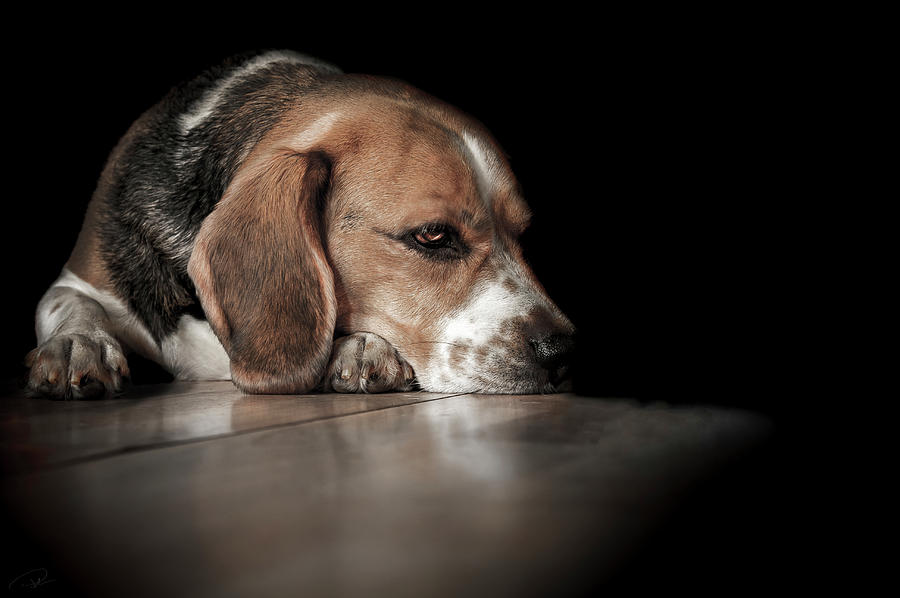 Beagle Photograph - The Day Dreamer by Paul Neville