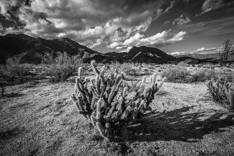 Black And White Photograph - The Desert #2 by Peter Tellone