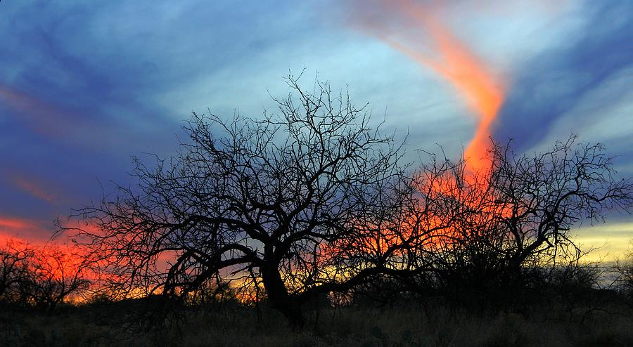 The Desert Sky by Kimmi Craig The Desert Sky by Kimmi Craig