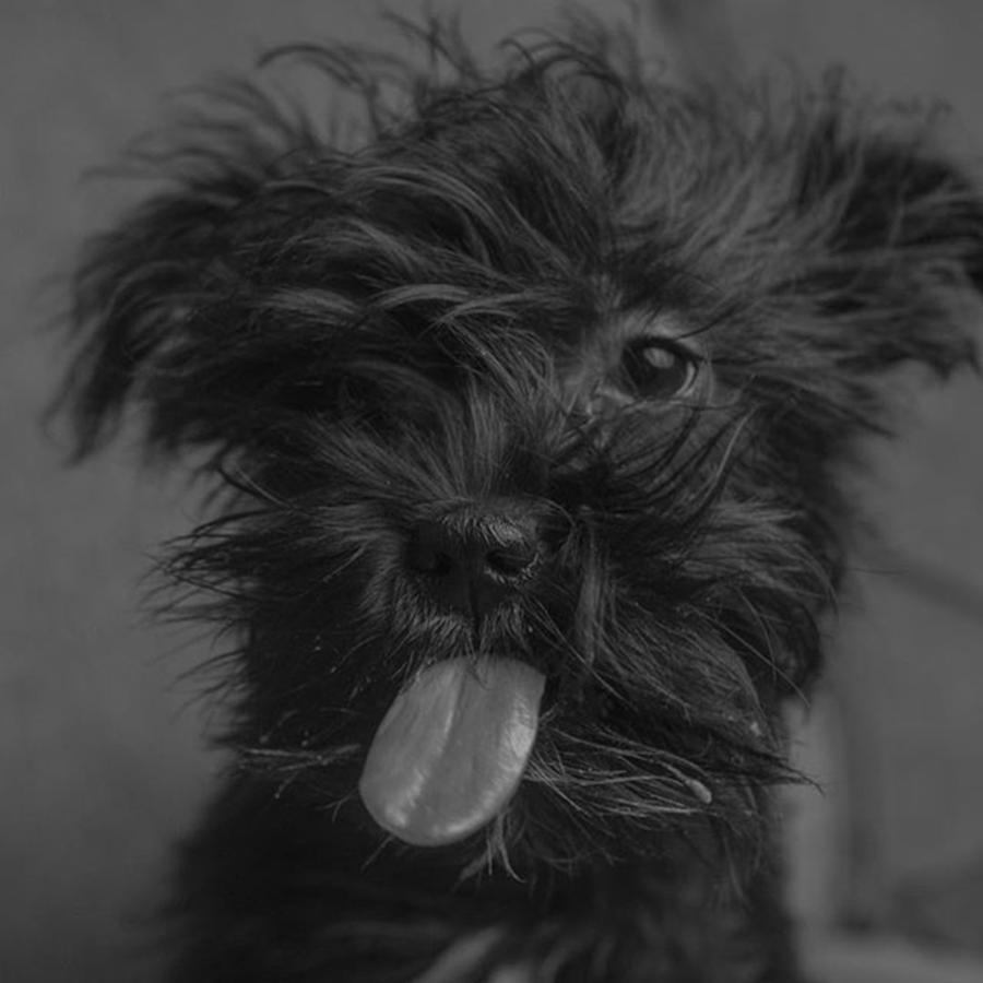 Dog Photograph - The Dog Tongue Is Speaking. Listen #1 by David Haskett II