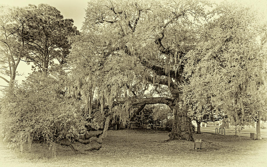 The Dueling Oak - A Place for Dying - Sepia #1 Photograph by Steve Harrington