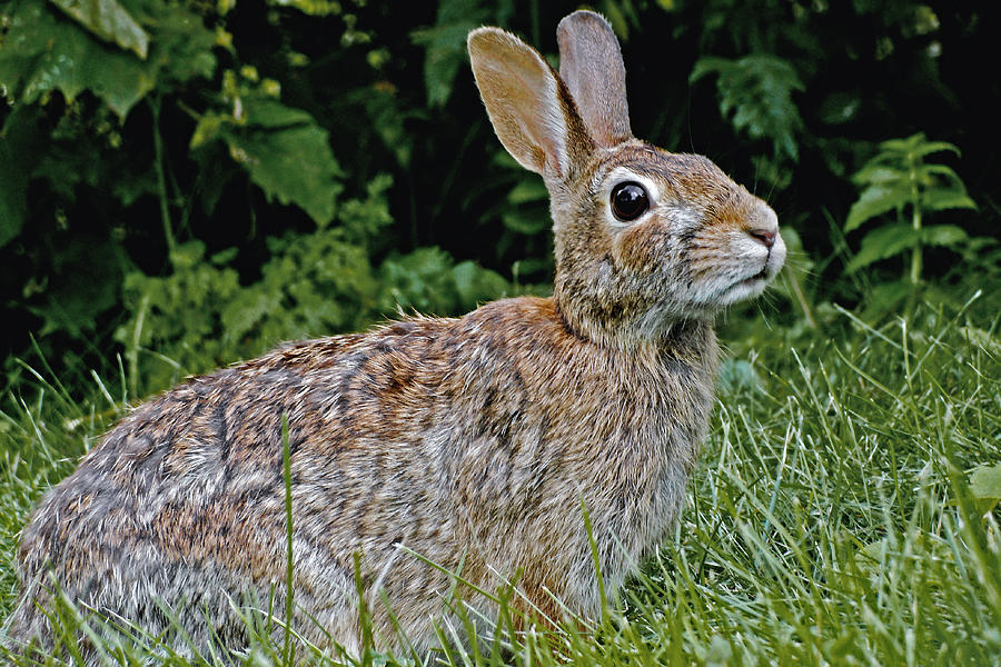 The Eastern Cottontail Rabbit Photograph by Asbed Iskedjian | Fine Art ...