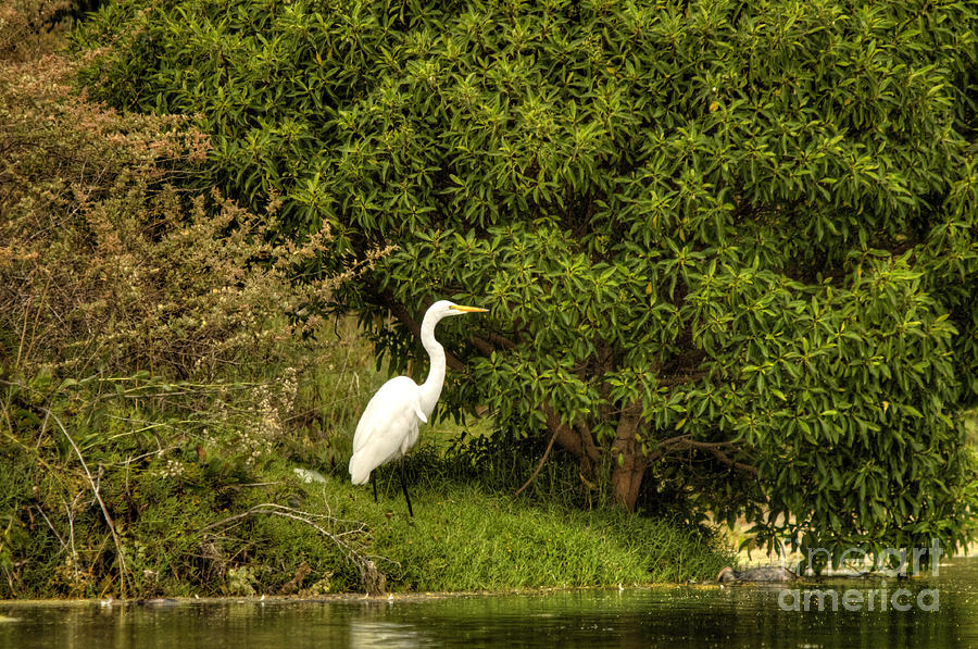 The Egret #1 Photograph by Marc Bittan