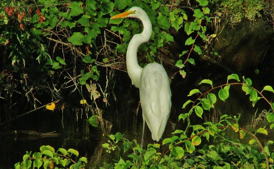 The Egret #1 Photograph by Thomas  McGuire
