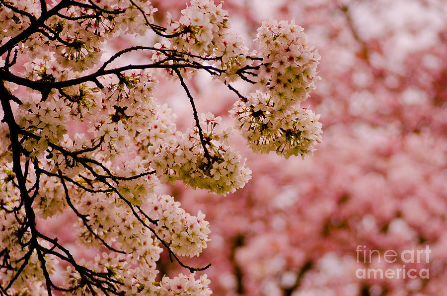 The Essence Of Spring #1 Photograph by Nick Boren