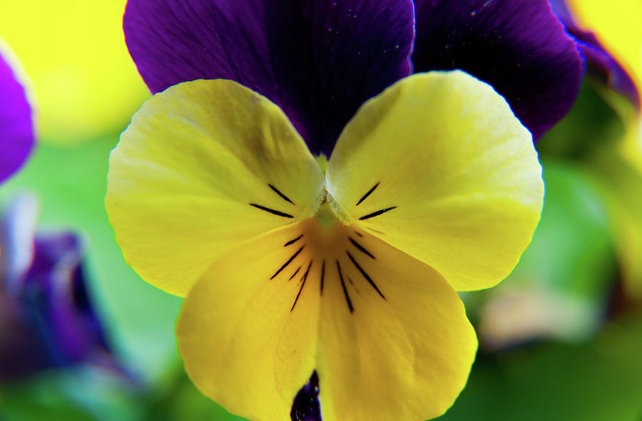 The Face of a Pansy #1 Photograph by Brenda Jacobs