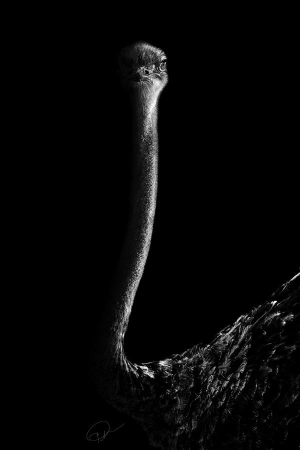 Ostrich Photograph - The Face off #1 by Paul Neville