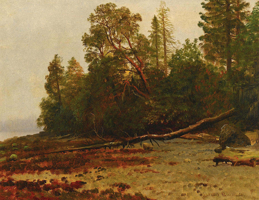 The Fallen Tree #2 Painting by Albert Bierstadt