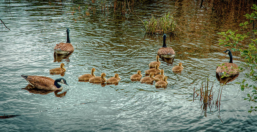 The Family of gooses #1 Photograph by Lilia S