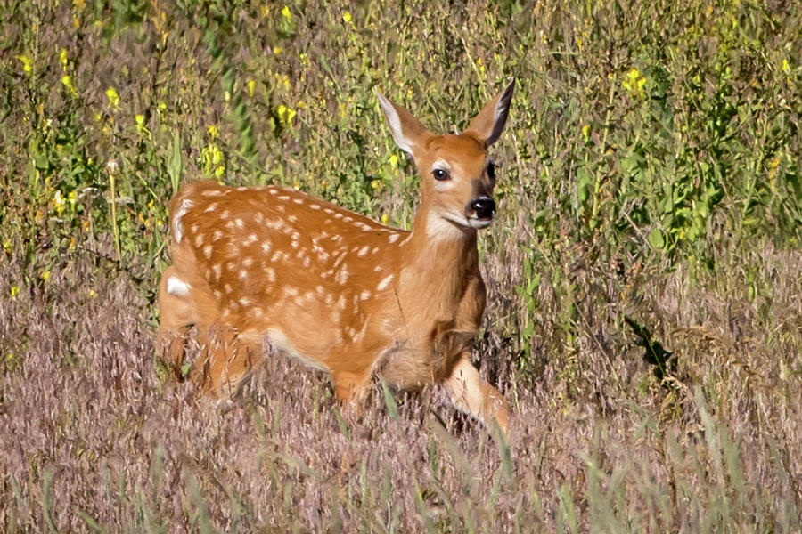 The Fawn #2 Photograph by Jack Bell