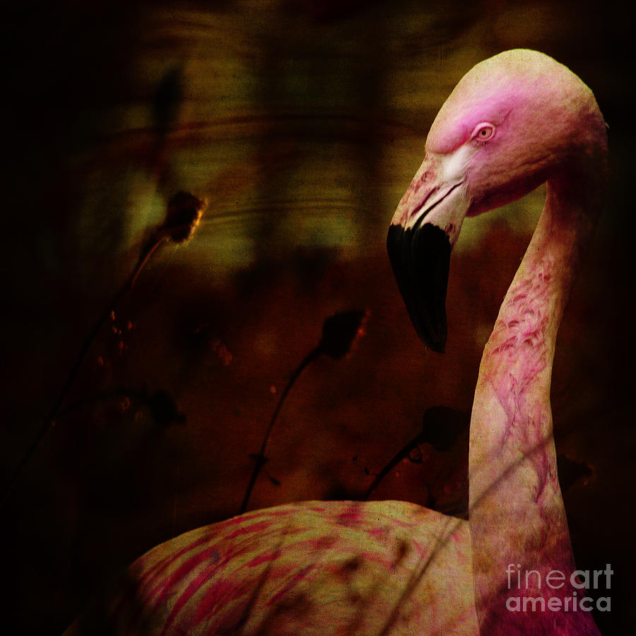 The flamingo #1 Photograph by Ang El