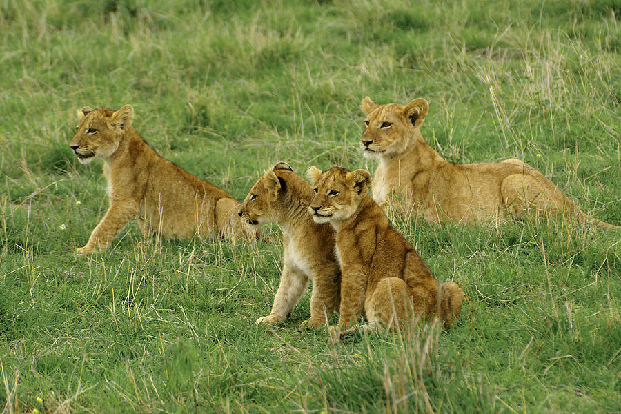 The Four Musketeers Photograph by Michele Burgess - Pixels