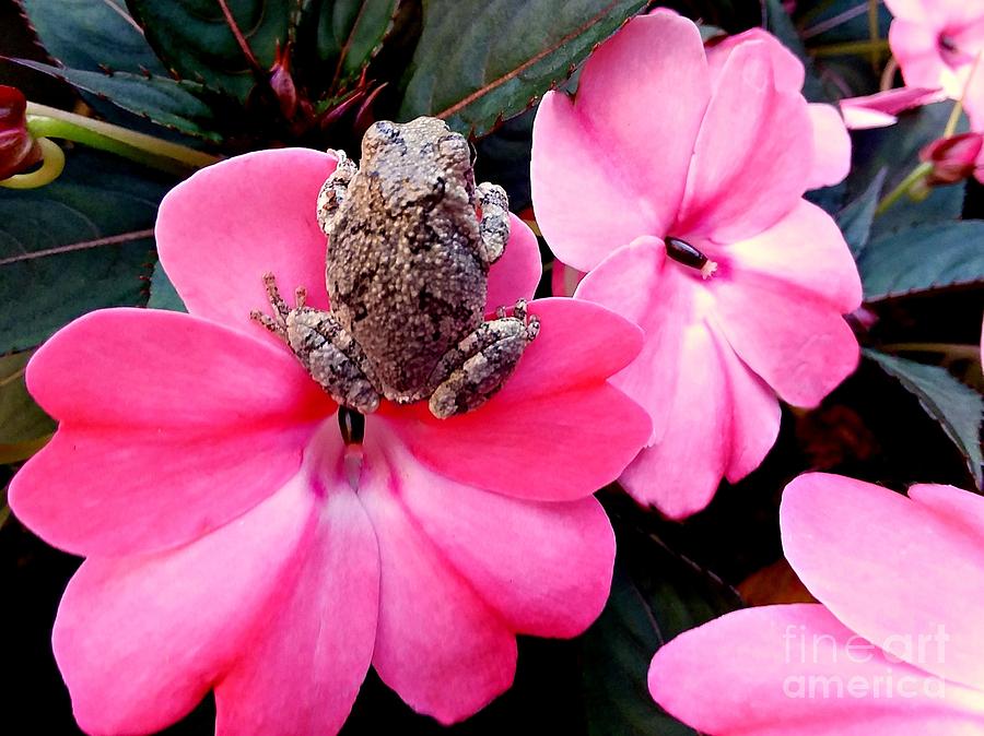 The Frog And The Flower #1 Photograph by Barbara S Nickerson