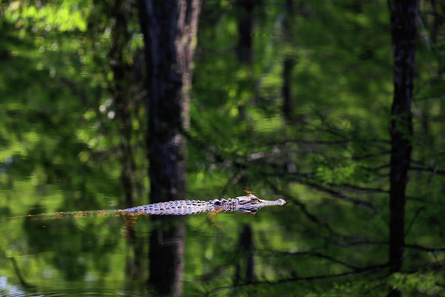 The Gator #2 Photograph by JC Findley