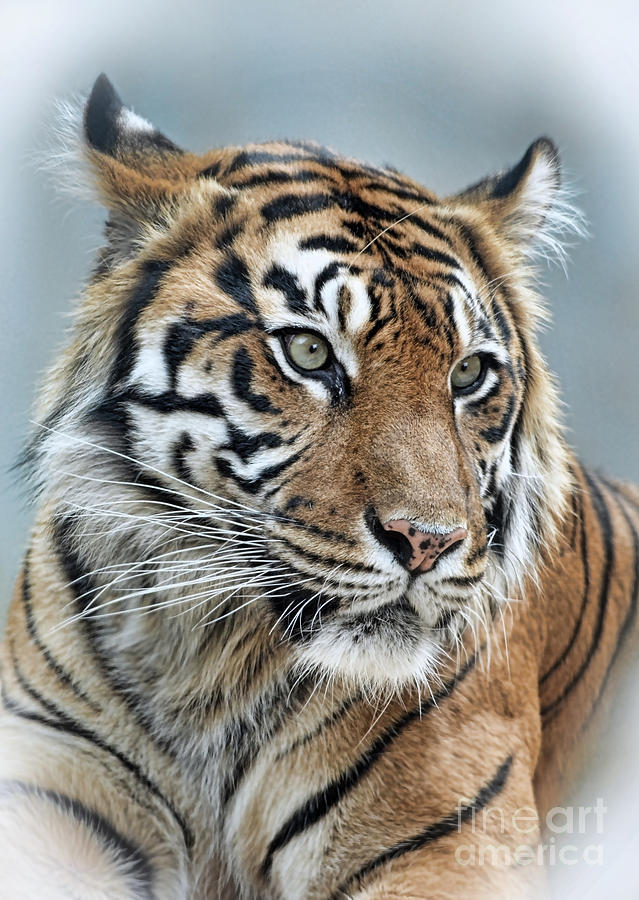 The Gaze of a Tiger #2 Photograph by Jim Fitzpatrick
