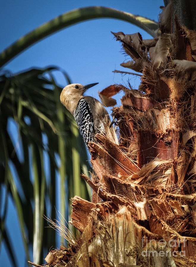 The Gila Woodpecker #1 Photograph by Robert Bales