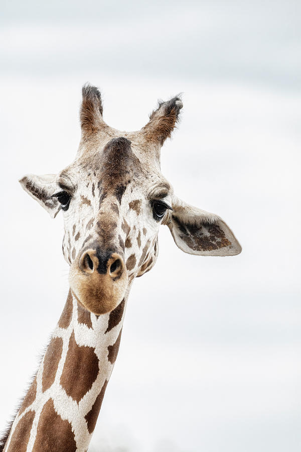 The Giraffe  #2 Photograph by Saija Lehtonen