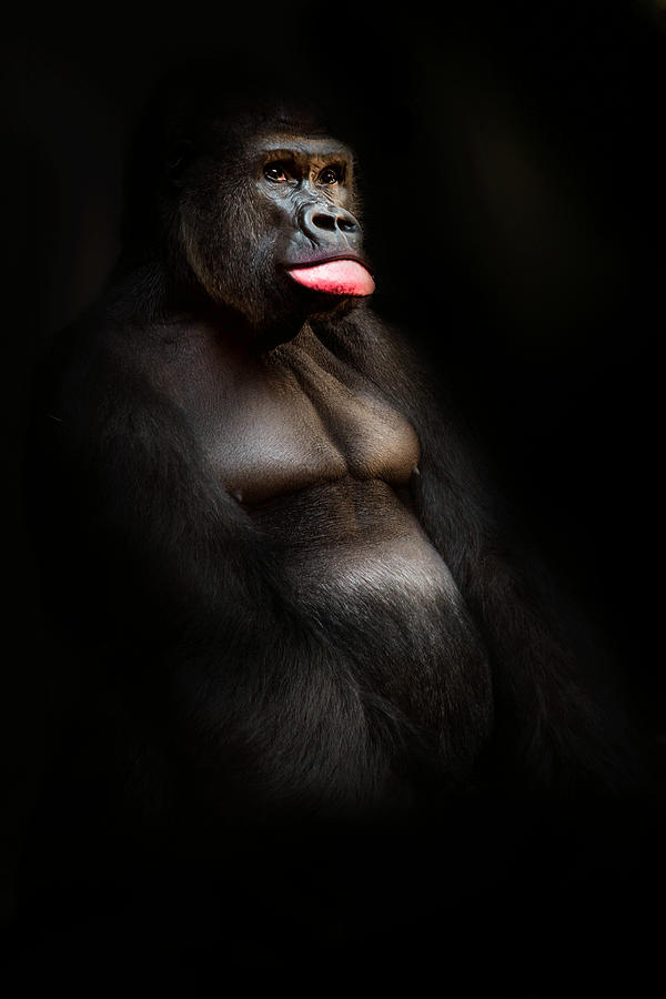 The Gorilla #1 Photograph by Christine Sponchia