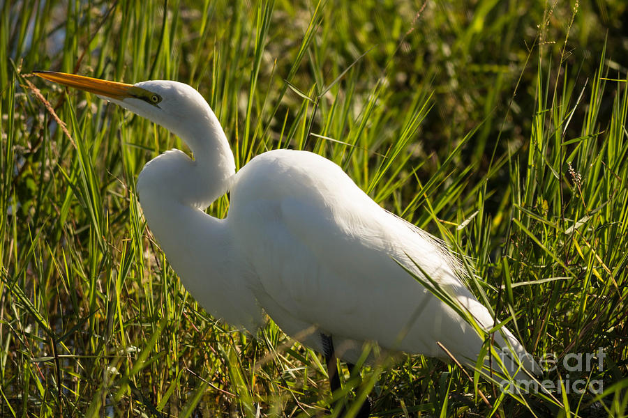 The Great Egret #1 Photograph by George Kenhan