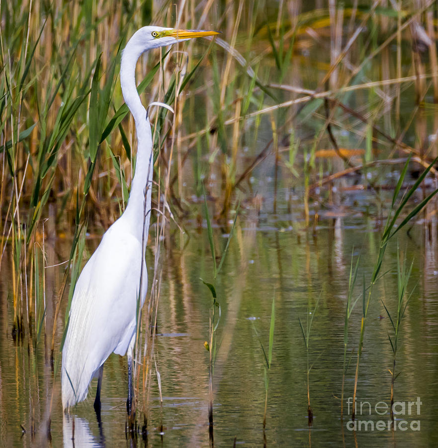 Bird Photograph - The Great White Egret #2 by Ricky L Jones