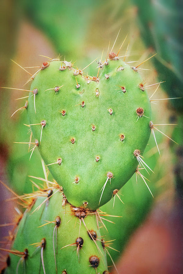 The Heart of A Cactus  #1 Photograph by Saija Lehtonen