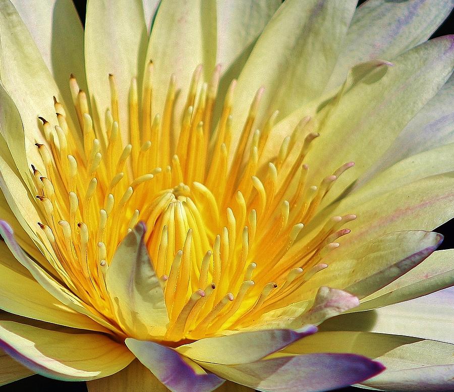 The Heart of a Water Lily #1 Photograph by Bruce Bley