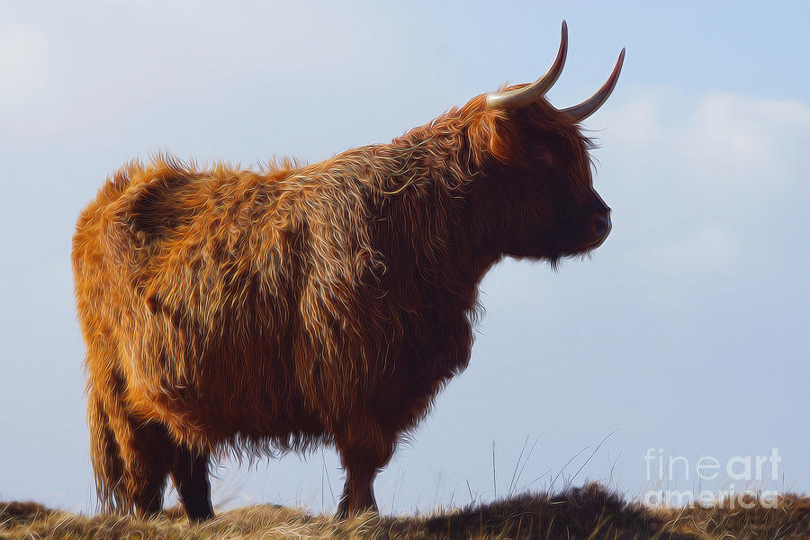 Cow Photograph - The Highland Cow #1 by Smart Aviation