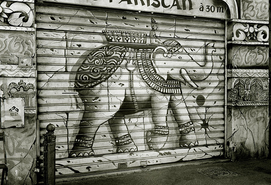 The Indian Elephant #1 Photograph by Shaun Higson