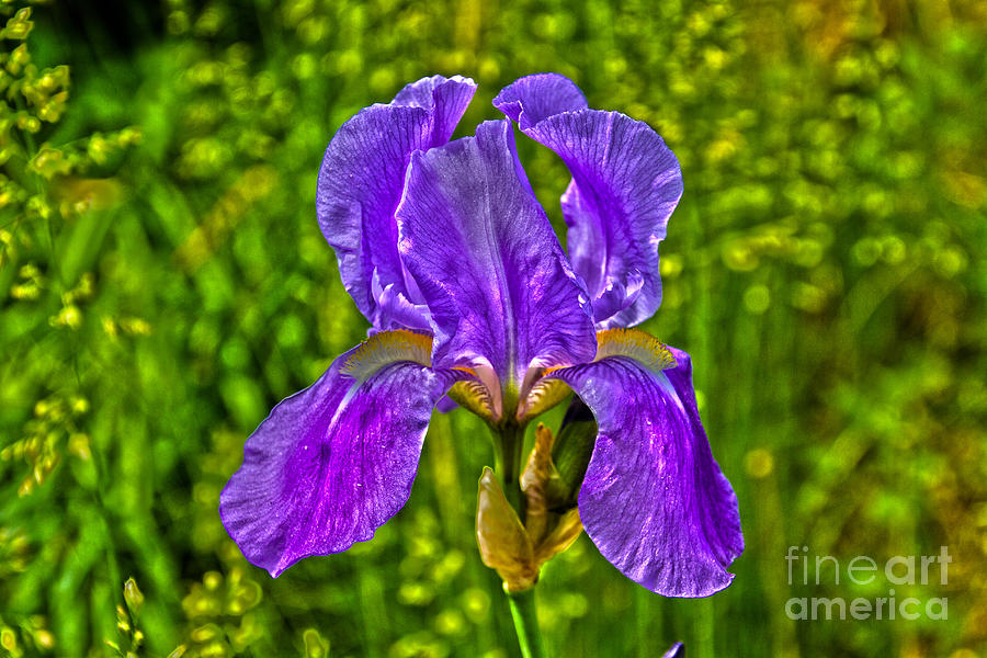 The Iris #1 Photograph by William Norton