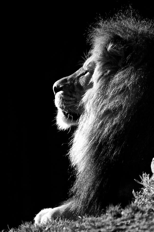 The King #1 Photograph by Laddie Halupa