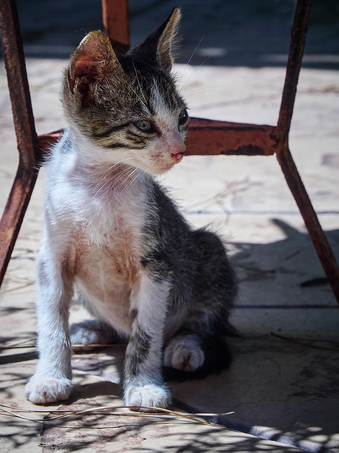 The Kitten #1 Photograph by Jouko Lehto