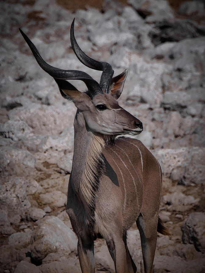 The Kudu in Namibia #1 Photograph by Ernest Echols