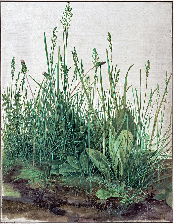 The Large Piece of Turf   #2 Painting by Albrecht Durer
