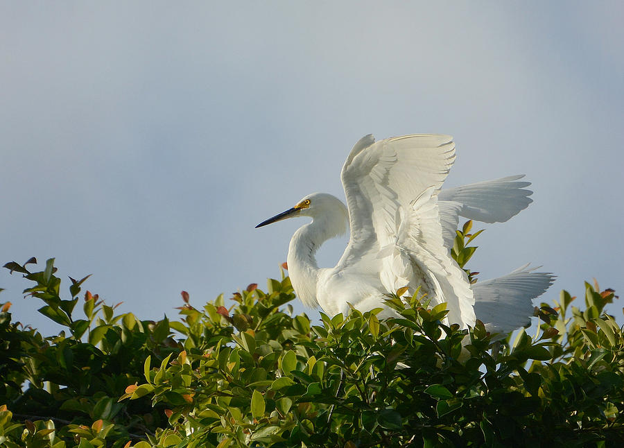 The Light From Above Photograph by Fraida Gutovich - Fine Art America