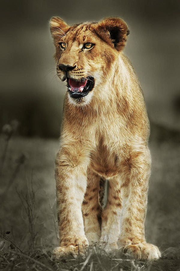 The Lion King #1 Photograph by Yuri Peress