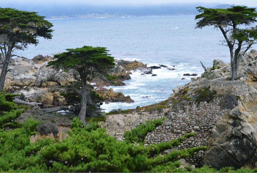 The Lone Cypress #1 Photograph by Marian Jenkins
