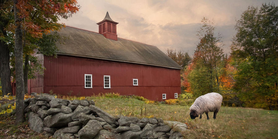 Sheep Photograph - The Lone grazer #1 by Robin-Lee Vieira