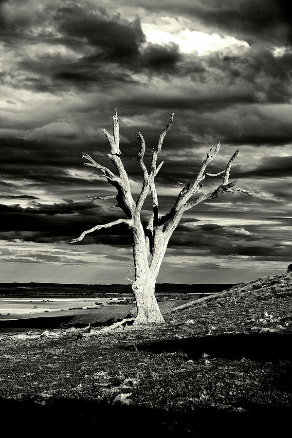 The Lone Gum #1 Photograph by Mark Egerton