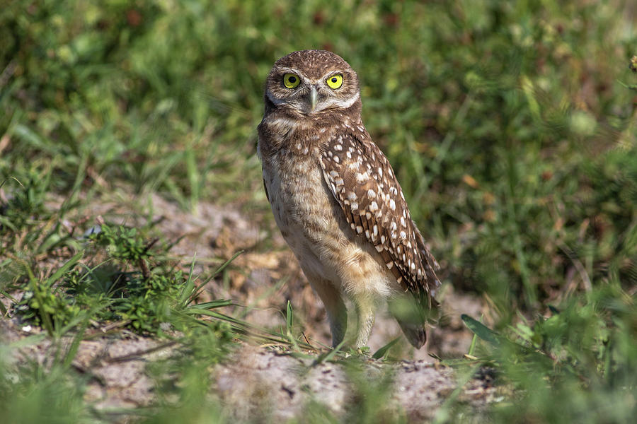 The Look #1 Photograph by Rodney Ervin - Fine Art America