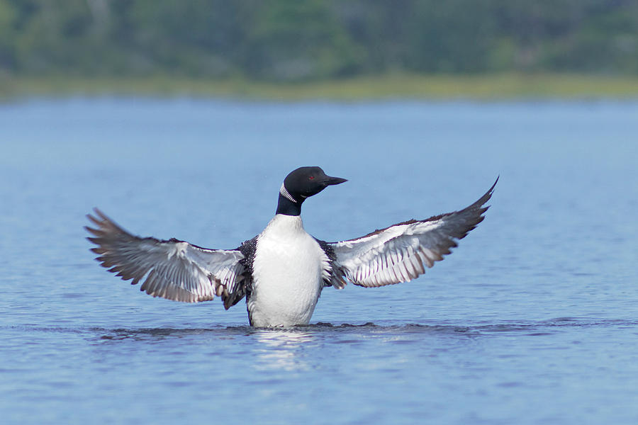 The Loon's Wings Photograph by Romeo Andrei Cana - Fine Art America