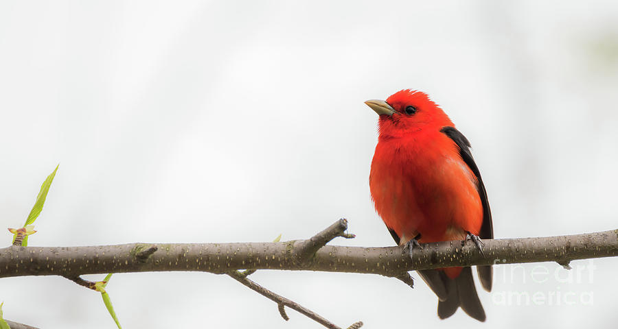 The male Scarlet Tanager #1 Photograph by Heather Hubbard