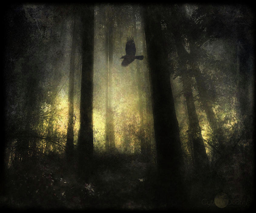 The Messenger Photograph by Cybele Moon