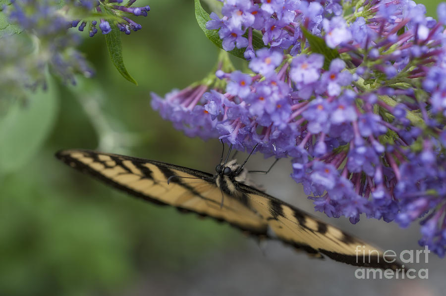 Close up Tiger Swallowtail butterfly feeding on lfower Photograph by Dan Friend